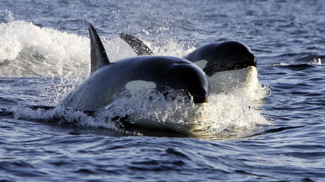 encontraron-restos-toxicos-de-papel-higienico-y-quimicos-en-orcas-en-canada