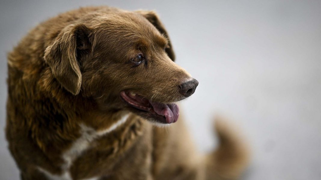 un-perro-de-portugal-fue-designado-como-el-mas-longevo-por-la-organizacion-guinness